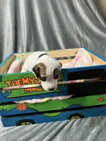 Anastasia, a female Great Dane for sale in Port Huron, MI – 4 of 6