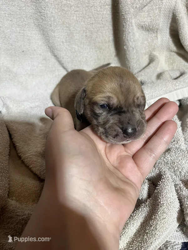 Tink – Great Dane puppy for sale in Port Huron, MI