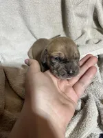 Tink, a female Great Dane for sale in Port Huron, MI – 1 of 2