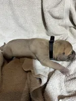 Tink, a female Great Dane for sale in Port Huron, MI – 2 of 2