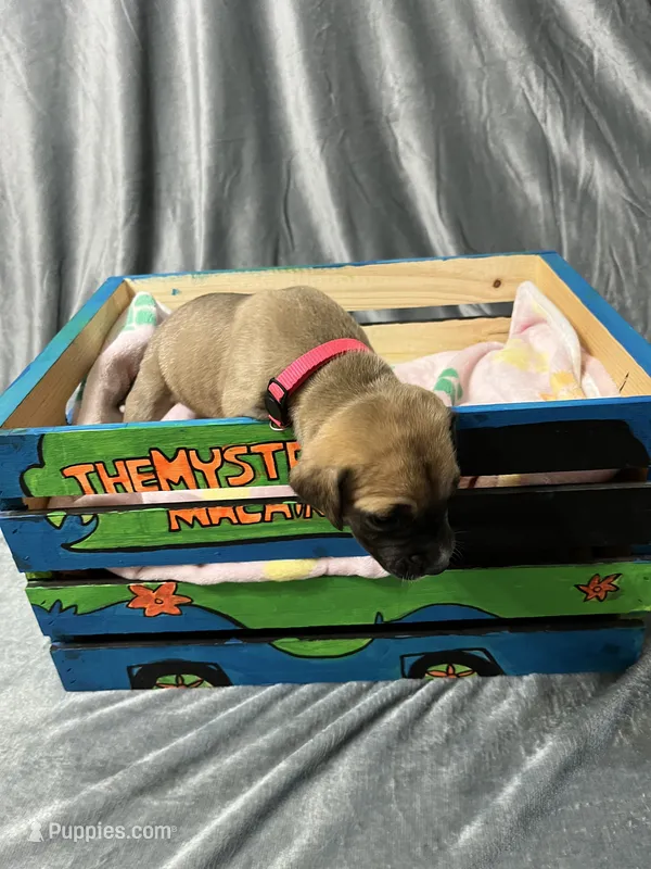 Meg – Great Dane puppy for sale in Port Huron, MI