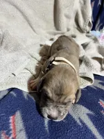 Wendy, a female Great Dane for sale in Port Huron, MI – 2 of 3