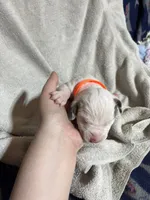 Merida, a female Great Dane for sale in Port Huron, MI – 1 of 2