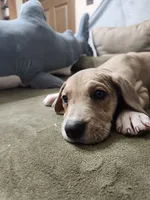 Wendy, a female Great Dane for sale in Port Huron, MI – 2 of 8