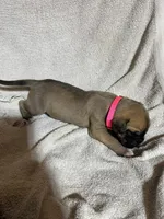 Meg, a female Great Dane for sale in Port Huron, MI – 2 of 2