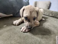Tink, a female Great Dane for sale in Port Huron, MI – 2 of 8