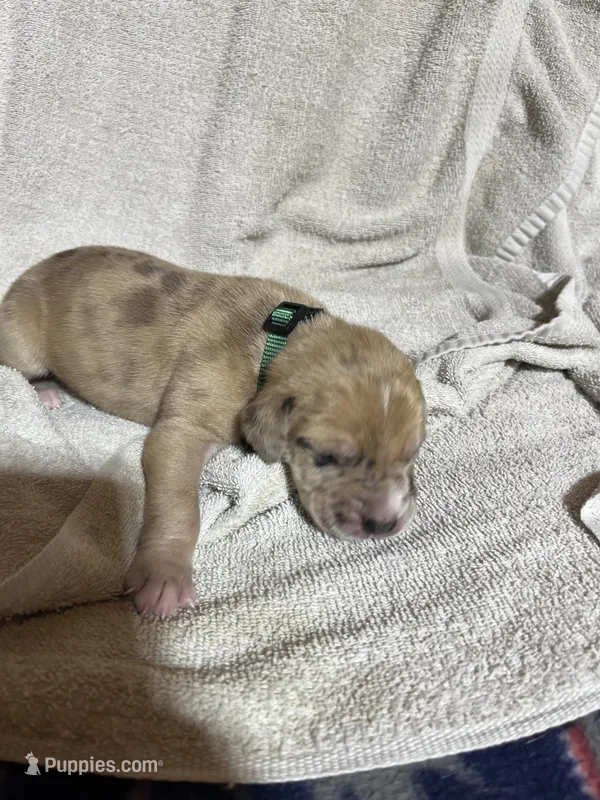 Scrappy – Great Dane puppy for sale in Port Huron, MI
