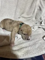 Scrappy, a male Great Dane for sale in Port Huron, MI – 1 of 2