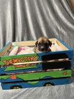 Flower, a female Great Dane for sale in Port Huron, MI – 4 of 8