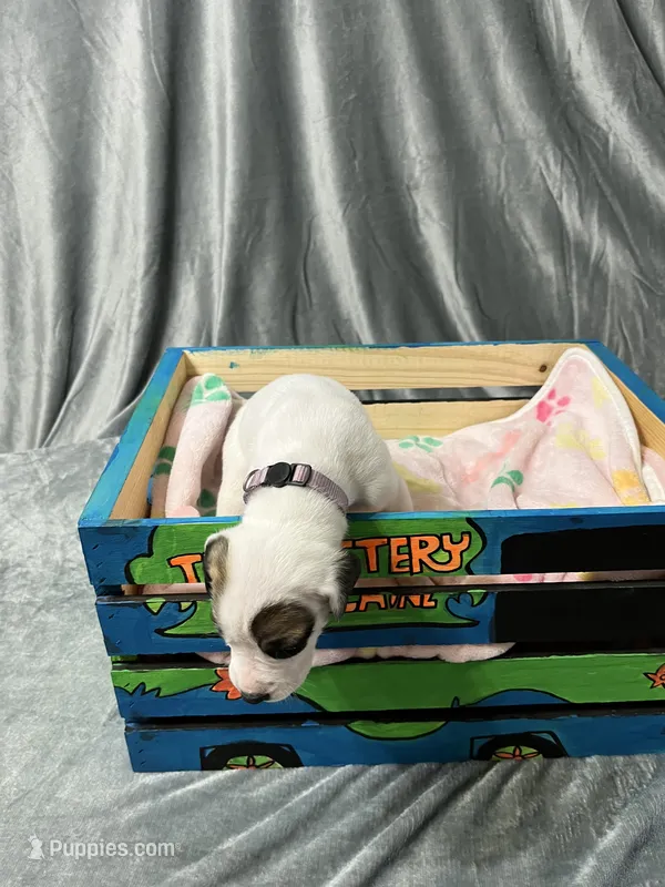 Anna – Great Dane puppy for sale in Port Huron, MI
