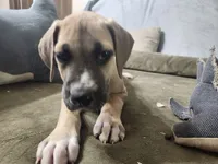 Hades, a male Great Dane for sale in Port Huron, MI – 1 of 8