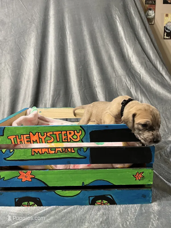 Tink – Great Dane puppy for sale in Port Huron, MI