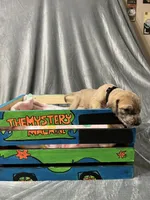 Tink, a female Great Dane for sale in Port Huron, MI – 3 of 8