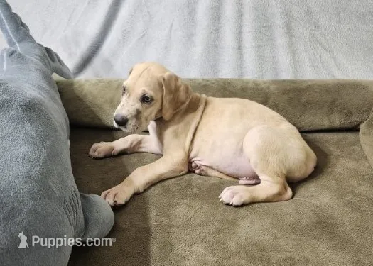 Scrappy – Great Dane puppy for sale in Port Huron, MI