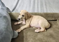Scrappy, a male Great Dane for sale in Port Huron, MI – 1 of 8