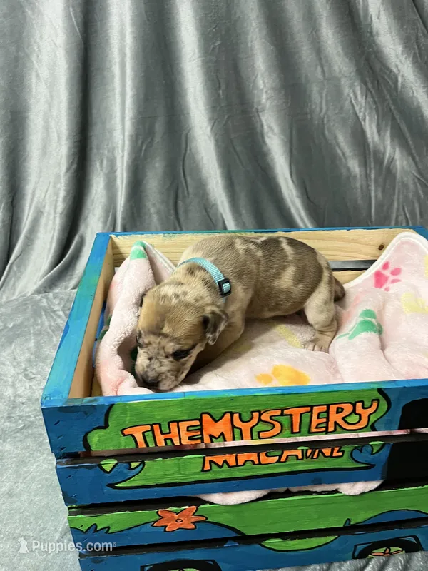 Brunno – Great Dane puppy for sale in Port Huron, MI