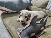 Freckles, a female Great Dane for sale in Port Huron, MI – 2 of 8