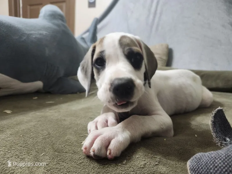 Anastasia – Great Dane puppy for sale in Port Huron, MI