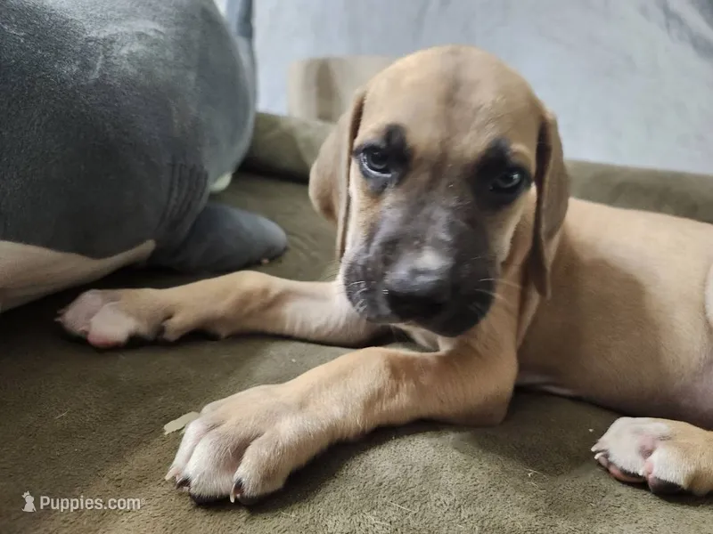 Meg – Great Dane puppy for sale in Port Huron, MI