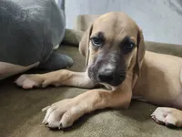 Meg, a female Great Dane for sale in Port Huron, MI – 1 of 8