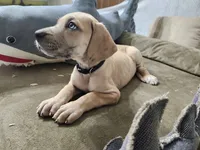 Tink, a female Great Dane for sale in Port Huron, MI – 1 of 8