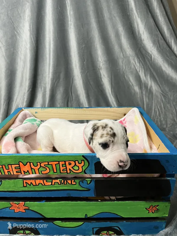 Freckles – Great Dane puppy for sale in Port Huron, MI