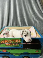 Freckles, a female Great Dane for sale in Port Huron, MI – 3 of 8