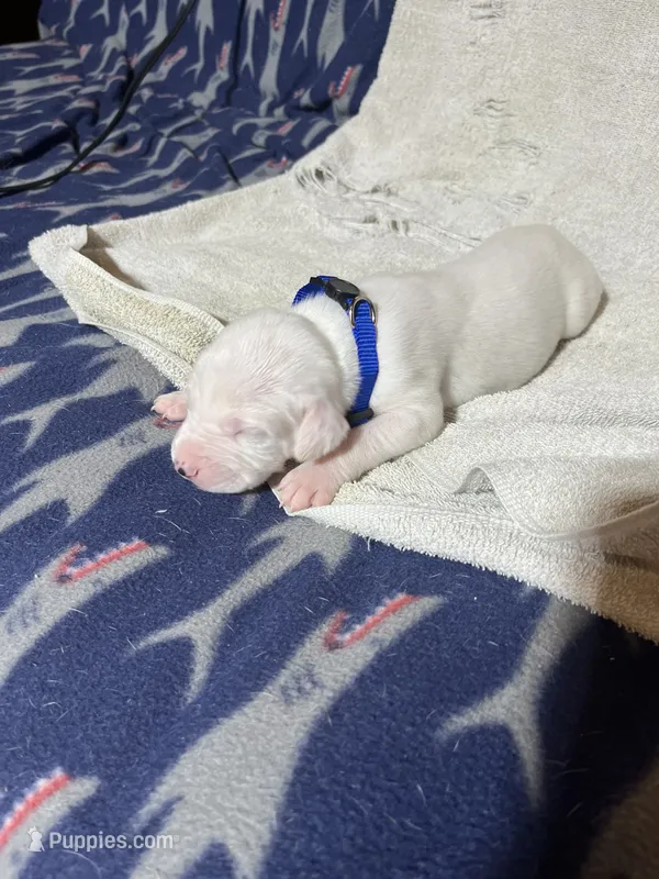 Olaf – Great Dane puppy for sale in Port Huron, MI