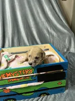 Scrappy, a male Great Dane for sale in Port Huron, MI – 4 of 8