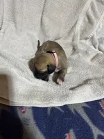 Flower, a female Great Dane for sale in Port Huron, MI – 6 of 8