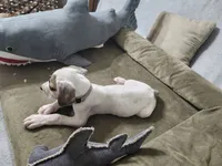 Anastasia, a female Great Dane for sale in Port Huron, MI – 2 of 6
