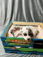 Drizella, a female Great Dane for sale in Port Huron, MI – 4 of 6