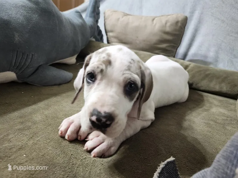 Freckles – Great Dane puppy for sale in Port Huron, MI