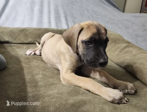 Belle – Great Dane puppy for sale in Port Huron, MI