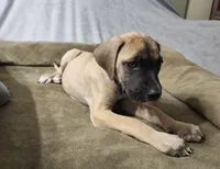Belle, a female Great Dane for sale in Port Huron, MI – 1 of 8