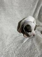 Anna, a female Great Dane for sale in Port Huron, MI – 2 of 2