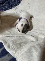 Drizz, a female Great Dane for sale in Port Huron, MI – 1 of 2