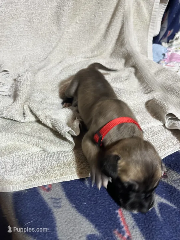 Belle – Great Dane puppy for sale in Port Huron, MI