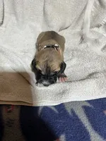 Flower, a female Great Dane for sale in Port Huron, MI – 2 of 2