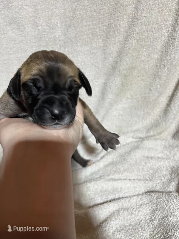 Beast – Great Dane puppy on hold in Port Huron, MI