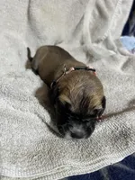 Flower, a female Great Dane for sale in Port Huron, MI – 1 of 2