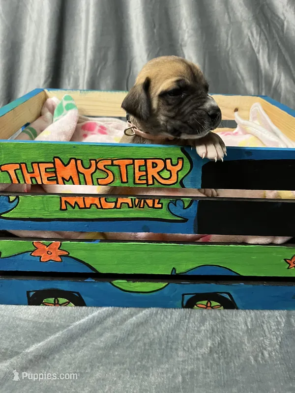 Flower – Great Dane puppy for sale in Port Huron, MI