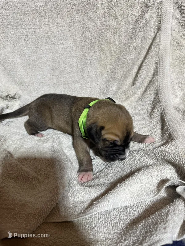 Hades – Great Dane puppy for sale in Port Huron, MI