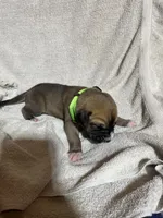 Hades, a male Great Dane for sale in Port Huron, MI – 1 of 2