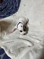 Drizz, a female Great Dane for sale in Port Huron, MI – 2 of 2