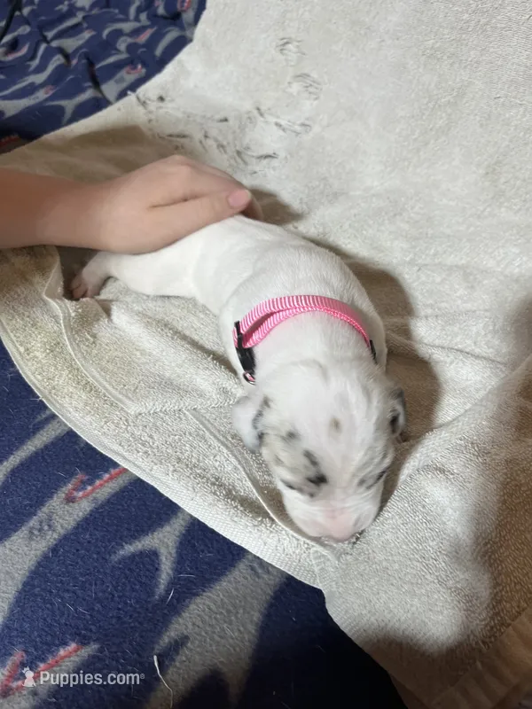 Freckles – Great Dane puppy for sale in Port Huron, MI