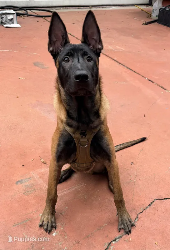 Knox, a male Belgian Malinois for sale in Lake Mary, FL – Photo 1 of 3