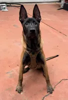 Knox, a male Belgian Malinois for sale in Lake Mary, FL – Photo 1 of 3