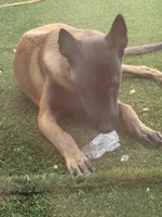 Knox, a male Belgian Malinois for sale in Lake Mary, FL – Photo 3 of 3