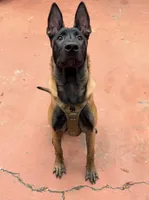 Knox, a male Belgian Malinois for sale in Lake Mary, FL – Photo 2 of 3